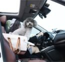 Center Console Dog Car Seat,Small Dog Car Booster Seat for Puppy with Safe Protection Hooks Adjustable Straps and Neck Pillow,15 Lbs